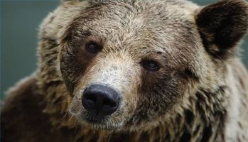 ¿Cómo construir una página web del oso