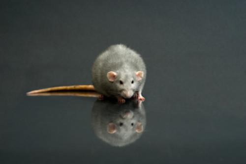 Cómo cambiar punteros del ratón para Ratas en HTML